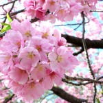 春の桜02