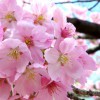 春の桜01